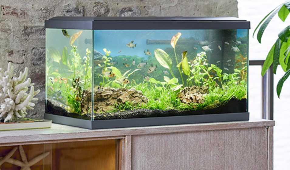 Decoration aquarium poisson