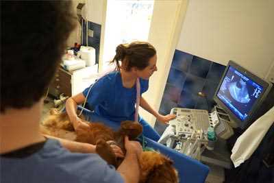 Hospitalisation pour animaux à la clinique vétérinaire La Seyne