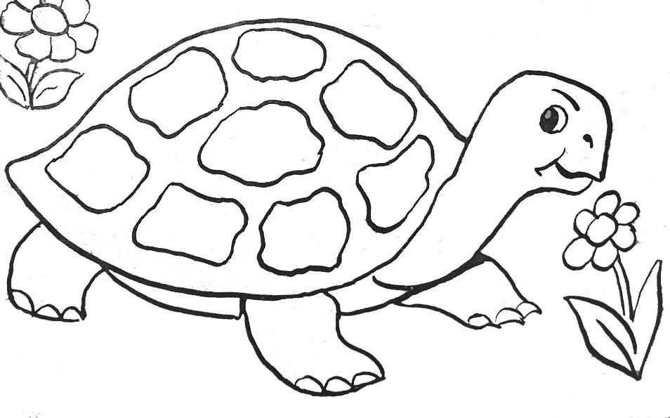 La beauté des coloriages tortue